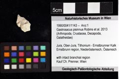 Foto (Objket + Etiketten) von Gastrosacus pisinnus (Robins et al., 2013) 